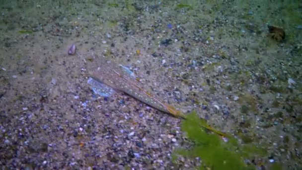 Sailfin Dragonet Callionymus Pusillus Samiec Pięknej Ryby Pływa Nad Dnem — Wideo stockowe