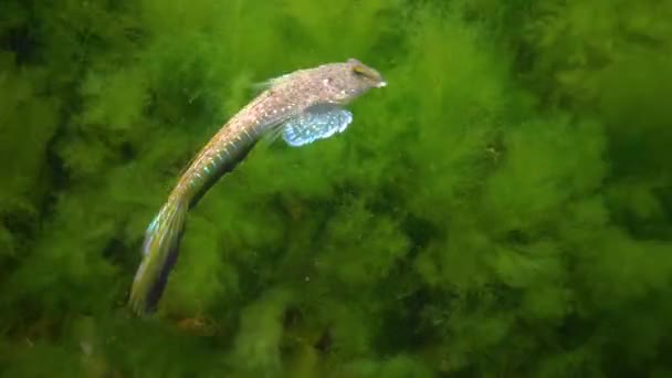 Sailfin Dragonet Callionymus Pusillus Mannetje Van Een Prachtige Vis Zwemt — Stockvideo