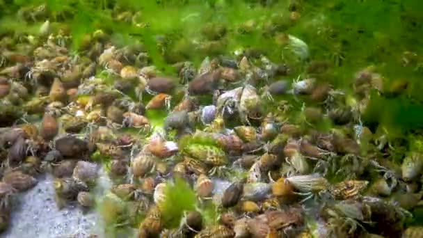 Kleine Heremietkreeft Diogenes Pugilator Grote Concentratie Rivierkreeft Zeebodem Zwarte Zee — Stockvideo