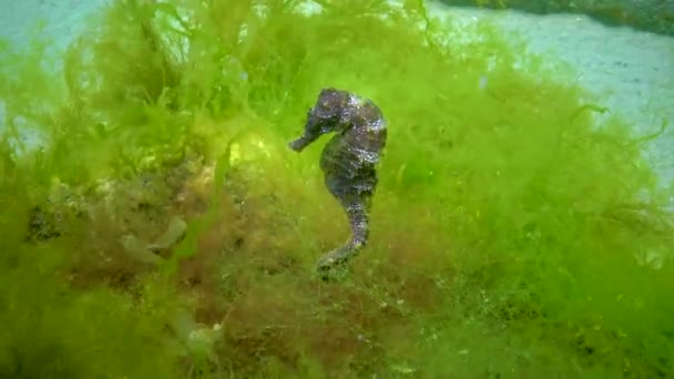 ウクライナ黒海の緑藻の間に隠れる長い鼻の海馬 — ストック動画
