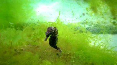 Karadeniz, Ukrayna 'da yeşil yosunların arasında saklanan uzun burunlu deniz atı (Hipokampus hipokampüsü).