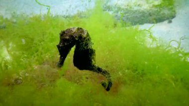 Karadeniz, Ukrayna 'da yeşil yosunların arasında saklanan uzun burunlu deniz atı (Hipokampus hipokampüsü).