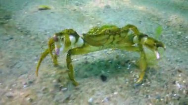 Büyük bitkisel yengeç, erkek. Yeşil yengeç (Carcinus maenas). İstilacı türler, Karadeniz.