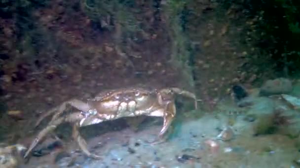 大型草蟹 Carcinus Maenas 一种长爪的蟹 黑海入侵物种 — 图库视频影像