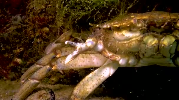 Große Kräuterkrabbe Carcinus Maenas Eine Krabbe Die Eine Kralle Bildet — Stockvideo