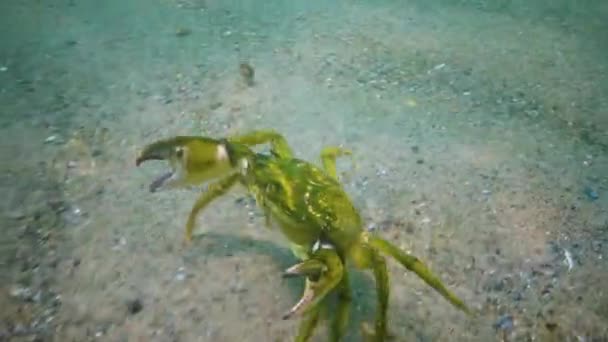 Large Herbal Crab Male Green Crab Carcinus Maenas Invasive Species — Stock Video