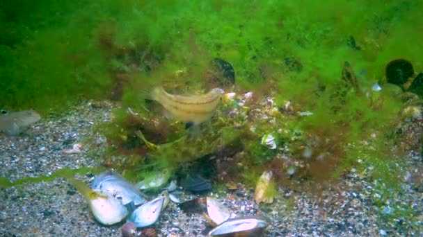 Szürke Wrasse Symphodus Cinereus Hím Testőrök Algafészek Halikrákkal Fekete Tenger — Stock videók