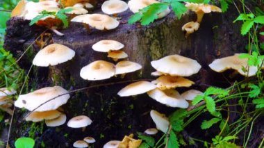 Mushrooms on stumps in the Floating forest on the Danube river, trees stand in the water, Ukraine