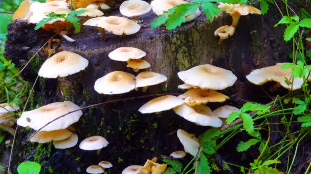 在多瑙河上漂浮的森林的树桩上挂着蘑菇 树木矗立在水里 乌克兰 — 图库视频影像