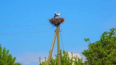 Adult chicks the white stork (Ciconia ciconia) on the nest, Ukraine