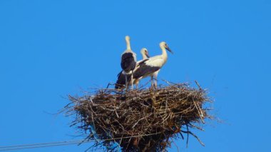 Adult chicks the white stork (Ciconia ciconia) on the nest, Ukraine
