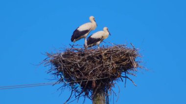Adult chicks the white stork (Ciconia ciconia) on the nest, Ukraine