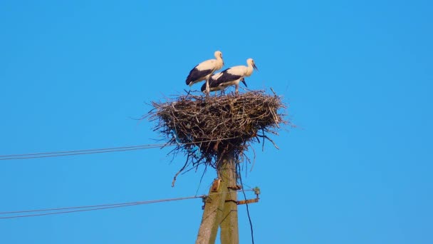 Adult Chicks White Stork Ciconia Ciconia Nest Ukraine — Stock video