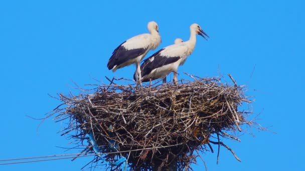 Adult Chicks White Stork Ciconia Ciconia Nest Ukraine — Stok video