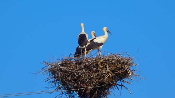 Adult Chicks White Stork Ciconia Ciconia Nest Ukraine — Wideo stockowe