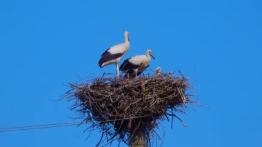 Adult chicks the white stork (Ciconia ciconia) on the nest, Ukraine