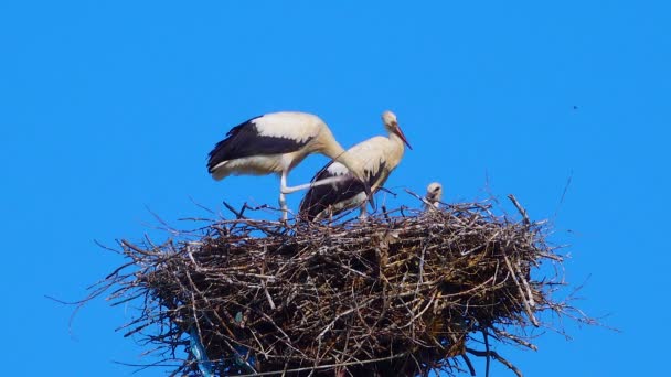 Adult Chicks White Stork Ciconia Ciconia Nest Ukraine — Wideo stockowe