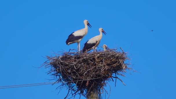 Adult Chicks White Stork Ciconia Ciconia Nest Ukraine — Wideo stockowe