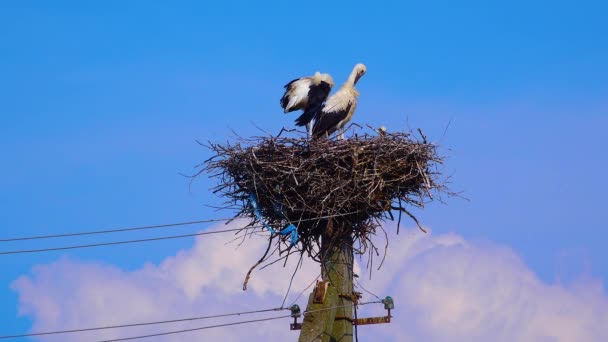 Adult Chicks White Stork Ciconia Ciconia Nest Ukraine — Wideo stockowe