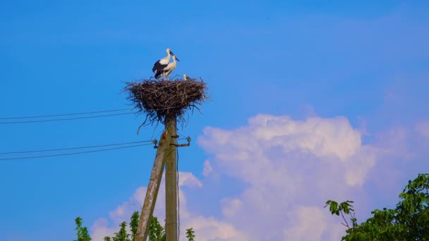 Adult Chicks White Stork Ciconia Ciconia Nest Ukraine — Vídeo de Stock