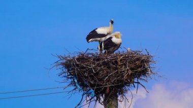 Adult chicks the white stork (Ciconia ciconia) on the nest, Ukraine