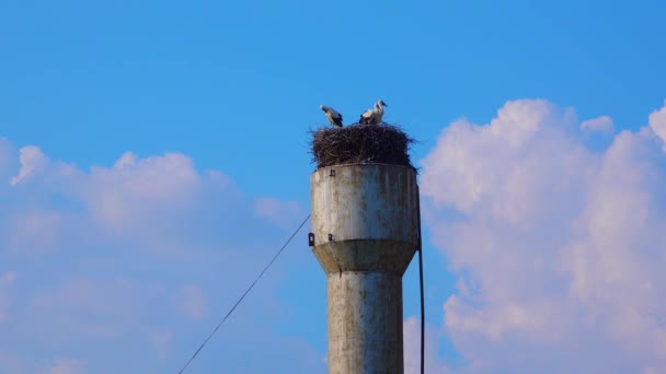 Vuxna Kycklingar Den Vita Storken Ciconia Ciconia Boet Ukraina — Stockvideo