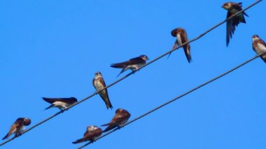 The sand martin (Riparia riparia) or European sand martin, bank swallow, Ukraine