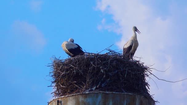 Ενήλικες Νεοσσοί Λευκός Πελαργός Ciconia Ciconia Στη Φωλιά Ουκρανία — Αρχείο Βίντεο