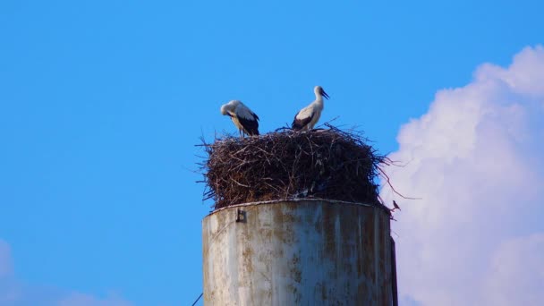 乌克兰人窝中的成年雏鸟白鹤 Ciconia Ciconia — 图库视频影像