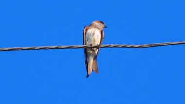 The sand martin (Riparia riparia) or European sand martin, bank swallow, Ukraine