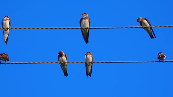 Die Sandmartin Riparia Riparia Oder Europäische Sandmartin Bank Schwalbe Ukraine — Stockvideo