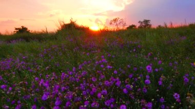 Red sunset on the background of clouds over the blooming steppe, Ukraine