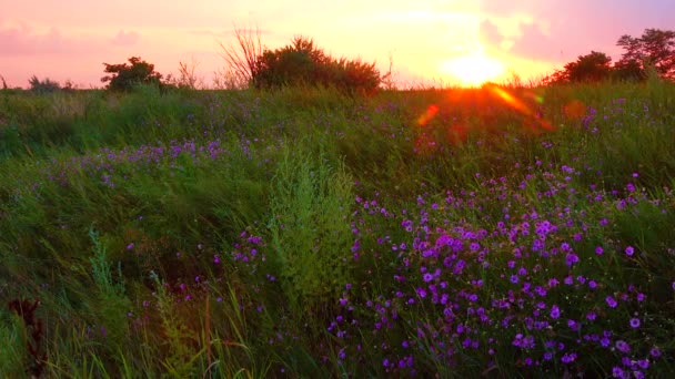 Red Sunset Background Clouds Blooming Steppe Ukraine — Stockvideo