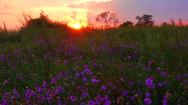 Red Sunset Background Clouds Blooming Steppe Ukraine — Stockvideo