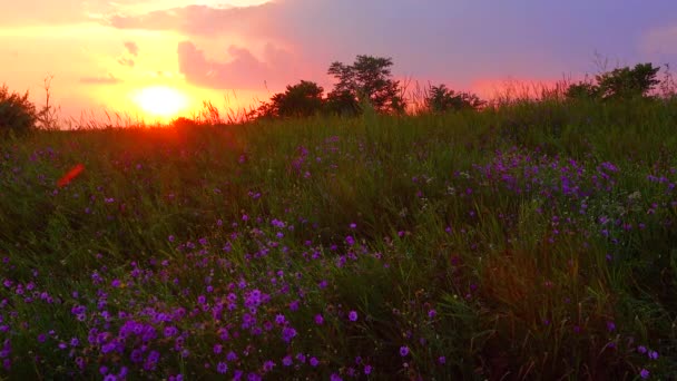 Red Sunset Background Clouds Blooming Steppe Ukraine — Stockvideo