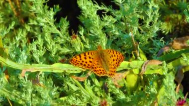 Butterflies with spread wings rest on steppe plants, Ukraine