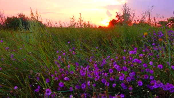 Merah Terbenam Latar Belakang Awan Atas Padang Rumput Yang Bermekaran — Stok Video