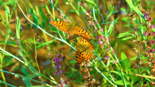 Butterflies Spread Wings Rest Steppe Plants Ukraine — Wideo stockowe