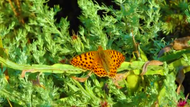 Butterflies Spread Wings Rest Steppe Plants Ukraine — Wideo stockowe