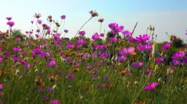 Blooming steppe, Xeranthemum annuum is a flowering plant species also known as annual everlasting or immortelle.