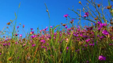 Blooming steppe, Xeranthemum annuum is a flowering plant species also known as annual everlasting or immortelle.
