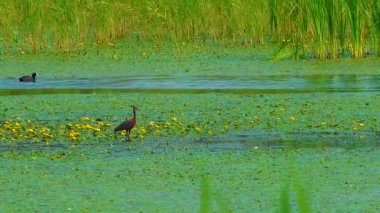 The glossy ibis (Plegadis falcinellus), rare bird listed in the Red Data Book feeds on an overgrown lake, Ukraine