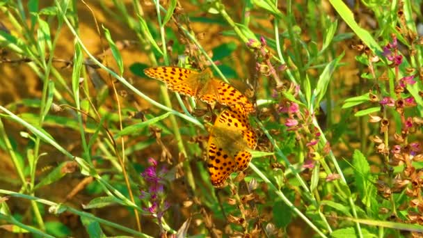 Butterflies Spread Wings Rest Steppe Plants Ukraine — Vídeo de Stock