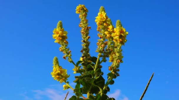 Denseflower Mullein Dense Flowered Mullein Verbascum Densiflorum Plant Blooming Yellow — Stockvideo
