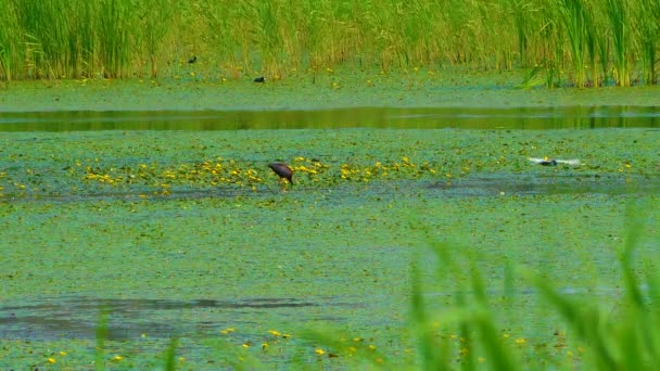 데이터 광택나는 Plegadis Falcinellus 우크라 이나의 호수에서 먹이를 — 비디오