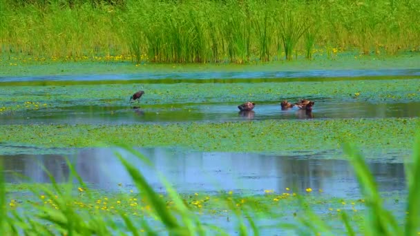 红数据手册中列出的一种稀有鸟类 色彩艳丽的双鱼 Plegadis Falcinellus 在乌克兰的一个繁茂的湖中觅食 — 图库视频影像