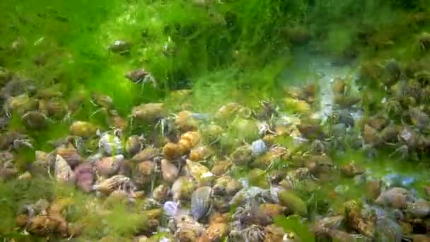 Crabul Pustnic Mic Diogene Pugilator Concentrație Mare Rac Fundul Mării — Videoclip de stoc