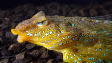 Deniz yusufçuğu (Callionymus pusillus), güzel bir balığın erkeği, Karadeniz 'de deniz tabanında yüzer.