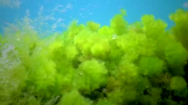 Algas Verdes Cladophora Sobre Rochas Fundo Mar Mar Negro — Vídeo de Stock