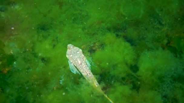 鳗鱼龙 Callionymus Pusillus 一种美丽的雄性鱼 游过海床 — 图库视频影像